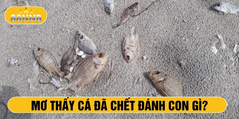 Mơ thấy cá đã chết đánh con gì