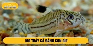 Mơ thấy cá đánh con gì