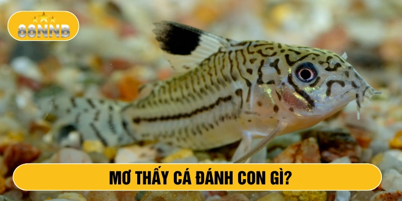 Mơ thấy cá đánh con gì