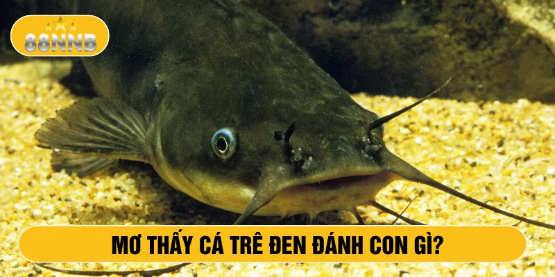 Mơ thấy cá trê đen đánh con gì