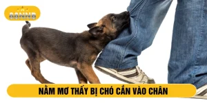 Nằm mơ thấy bị chó cắn vào chân