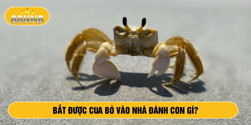 Bắt được cua bò vào nhà đánh con gì