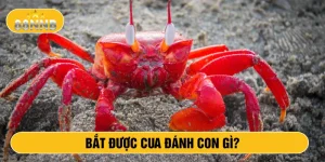 Bắt được cua đánh con gì