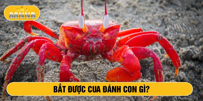 Bắt được cua đánh con gì