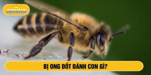 Bị ong đốt đánh con gì