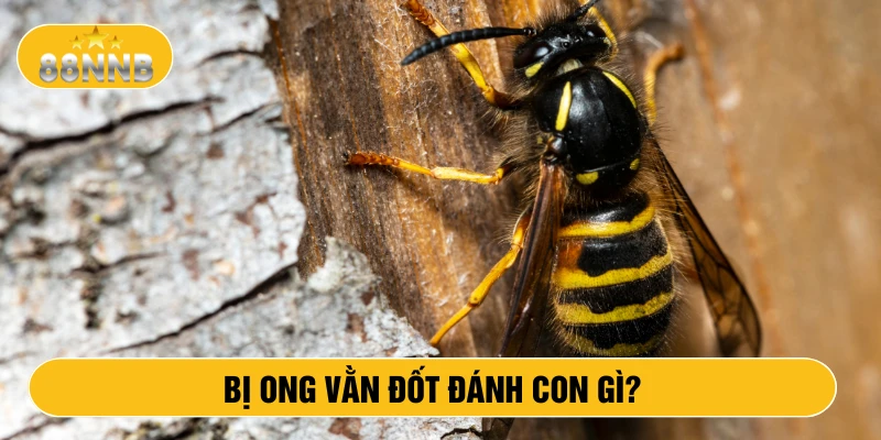 Bị ong vằn đốt đánh con gì