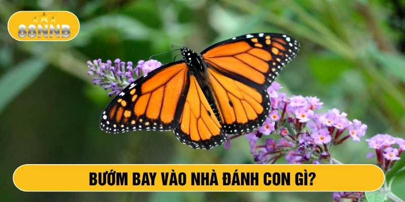 Bướm bay vào nhà đánh con gì