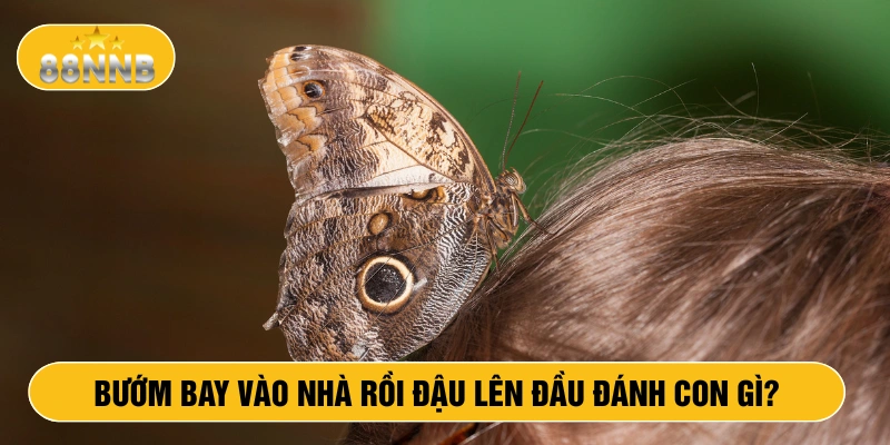 Bướm bay vào nhà rồi đậu lên đầu đánh con gì