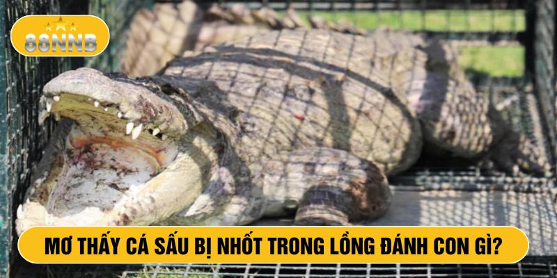 Mơ thấy cá sấu bị nhốt trong lồng đánh con gì