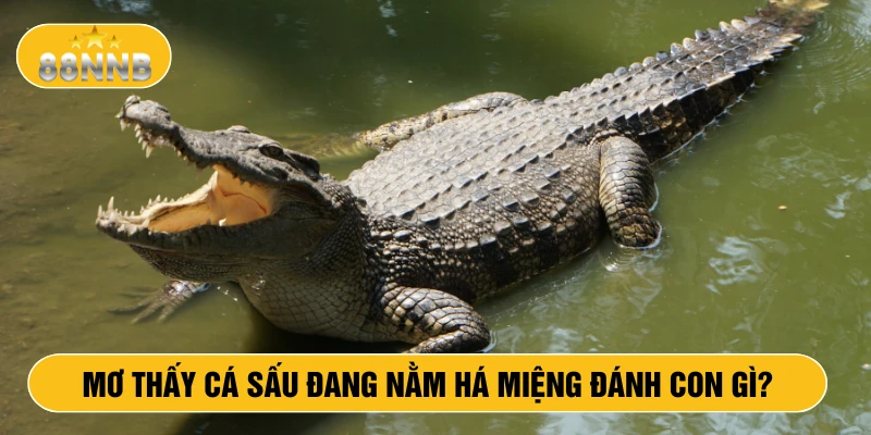 Mơ thấy cá sấu đang nằm há miệng đánh con gì