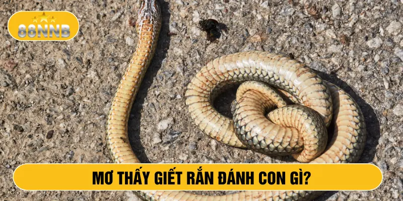 Mơ thấy giết rắn đánh con gì