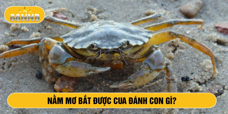 Nằm mơ bắt được cua đánh con gì