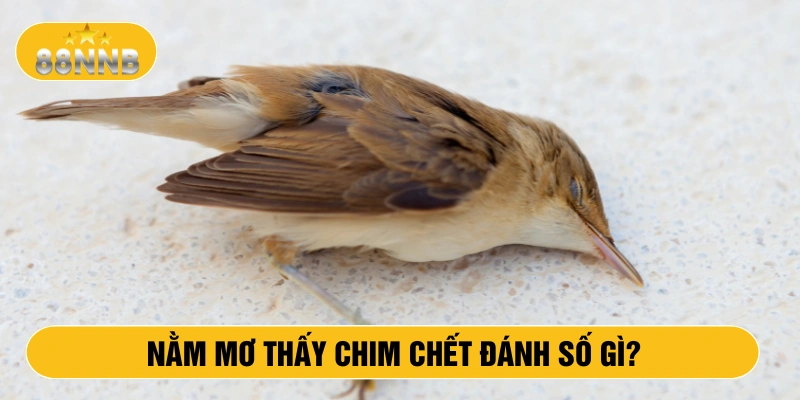 Nằm mơ thấy chim chết đánh số gì