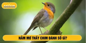 Nằm mơ thấy chim đánh số gì?