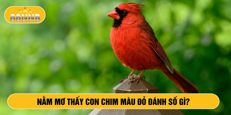 Nằm mơ thấy con chim màu đỏ đánh số gì