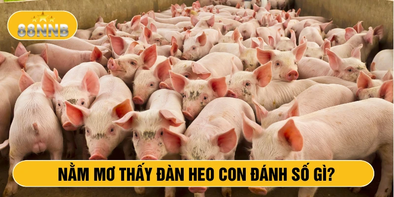 Nằm mơ thấy đàn heo con đánh số gì