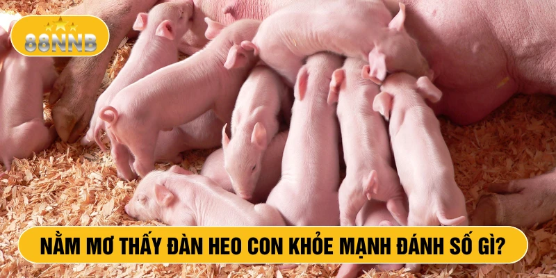 Nằm mơ thấy đàn heo con khỏe mạnh đánh số gì