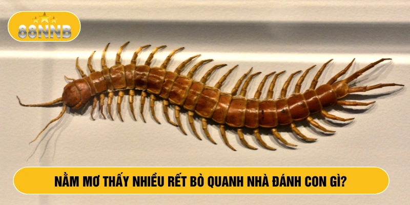 Nằm mơ thấy nhiều rết bò quanh nhà đánh con gì