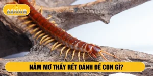 Nằm mơ thấy rết đánh đề con gì