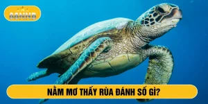 Nằm mơ thấy rùa đánh số gì