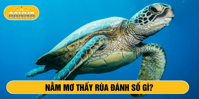 Nằm mơ thấy rùa đánh số gì