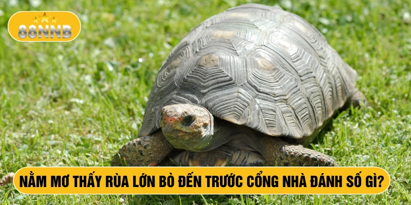 Nằm mơ thấy rùa lớn bỏ đến trước cổng nhà đánh số gì