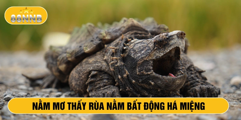 Nằm mơ thấy rùa nằm bất động há miệng