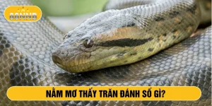 Nằm mơ thấy trăn đánh số gì