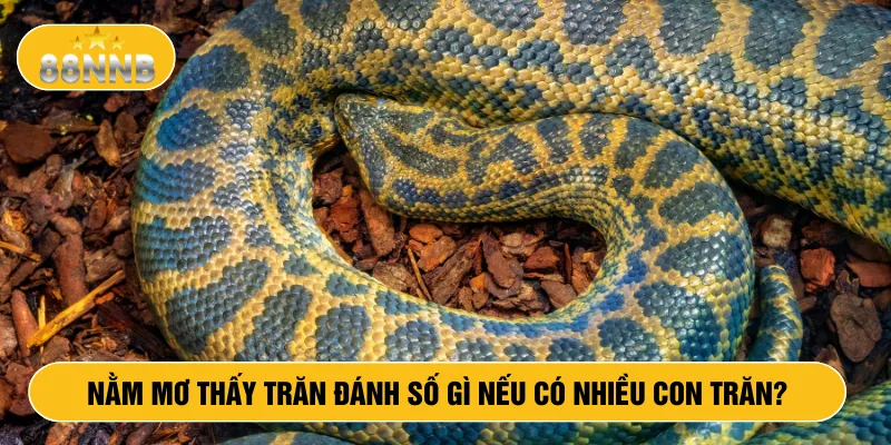 Nằm mơ thấy trăn đánh số gì nếu có nhiều con trăn