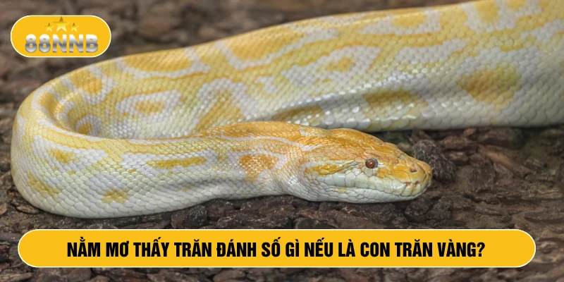 Nằm mơ thấy trăn đánh số gì nếu là con trăn vàng