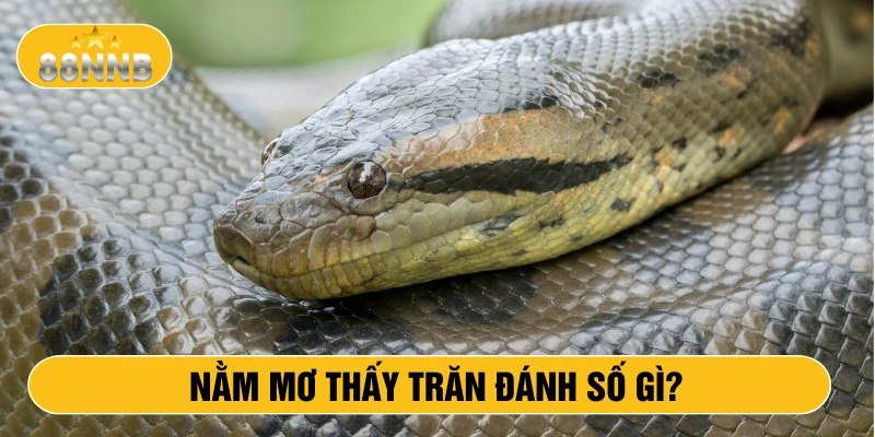 Nằm mơ thấy trăn đánh số gì