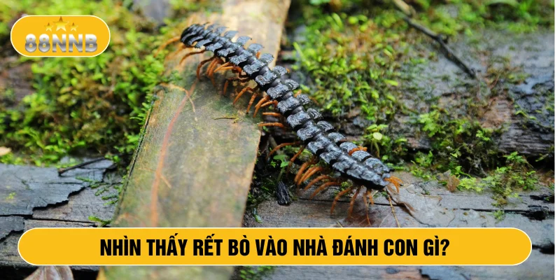 Nhìn thấy rết bò vào nhà đánh con gì