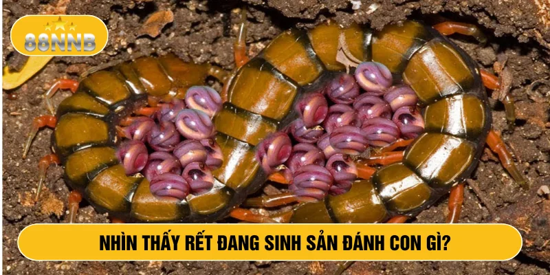 Nhìn thấy rết đang sinh sản đánh con gì