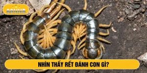 Nhìn thấy rết đánh con gì