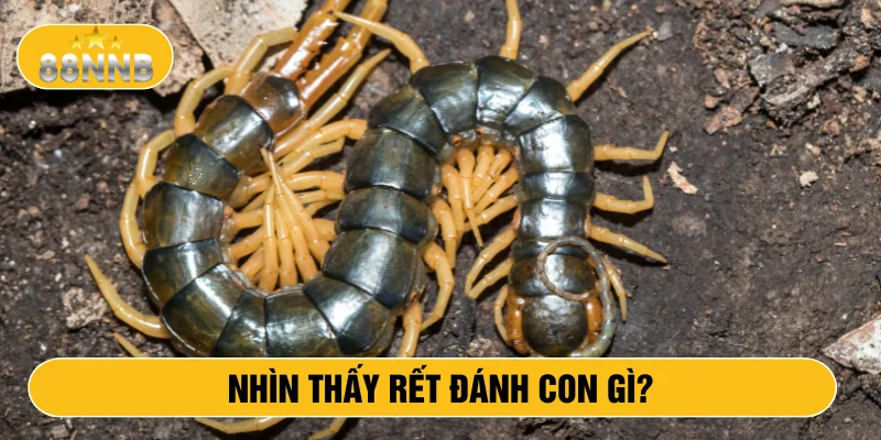 Nhìn thấy rết đánh con gì