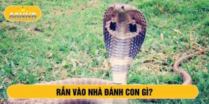 Rắn vào nhà đánh con gì