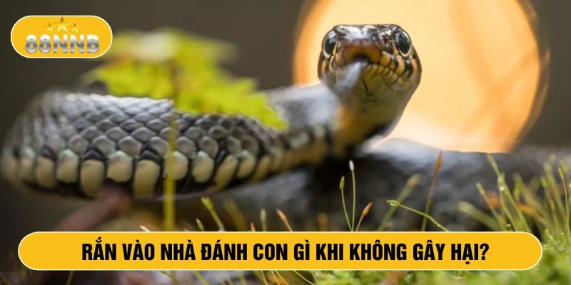 Rắn vào nhà đánh con gì khi không gây hại