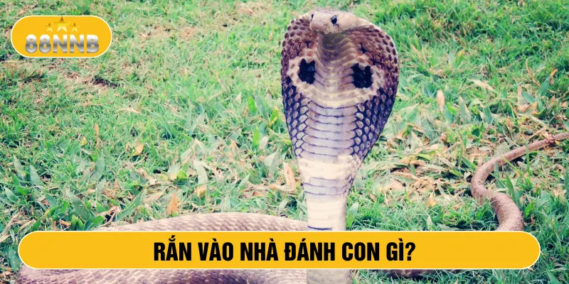 Rắn vào nhà đánh con gì