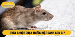 Thấy chuột chạy trước mặt đánh con gì