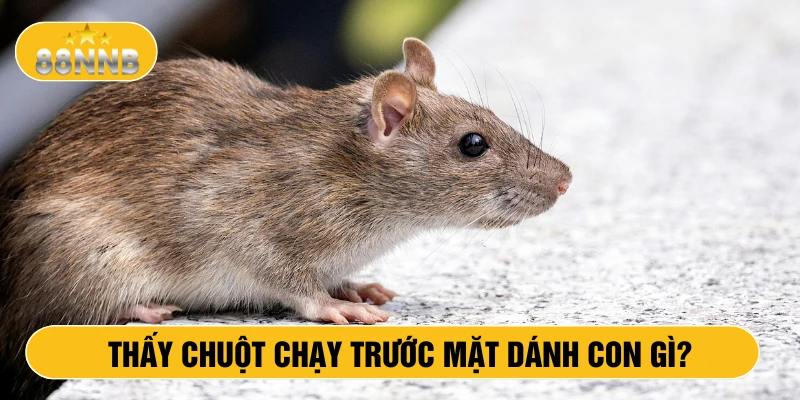 Thấy chuột chạy trước mặt đánh con gì