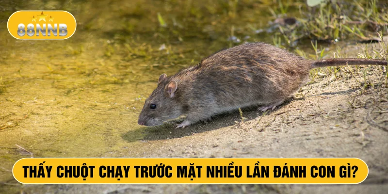 Thấy chuột chạy trước mặt nhiều lần đánh con gì