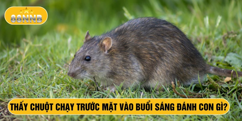 Thấy chuột chạy trước mặt vào buổi sáng đánh con gì