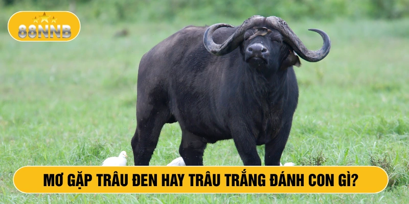 Mơ gặp trâu đen hay trâu trắng đánh con gì