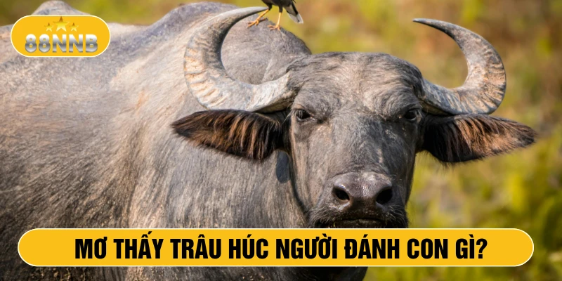 Mơ thấy trâu húc người đánh con gì