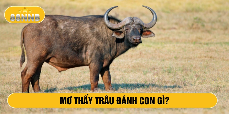 Mơ thấy trâu